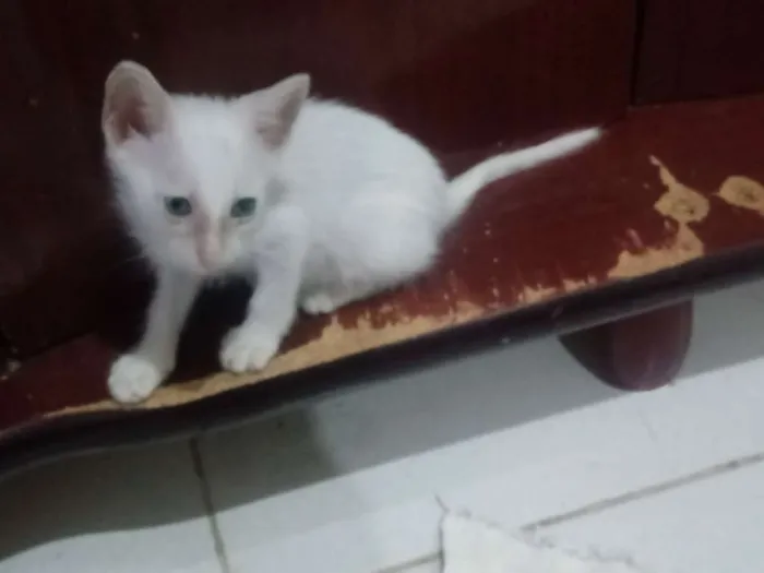 Gato raça Srd idade 2 a 6 meses nome Lulu