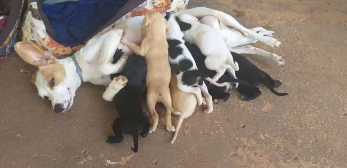 Cachorro ra a vira-lata idade Abaixo de 2 meses nome São filhotes ainda