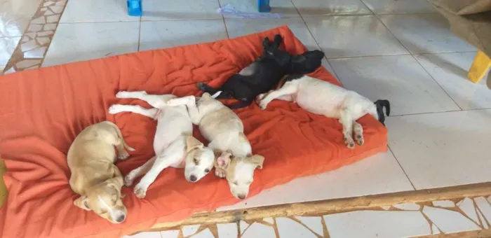 Cachorro ra a vira-lata idade Abaixo de 2 meses nome São filhotes ainda
