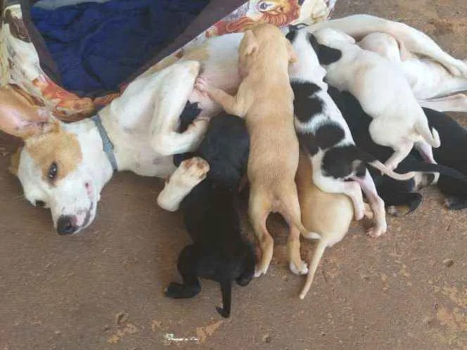 Cachorro ra a vira-lata idade Abaixo de 2 meses nome São filhotes ainda