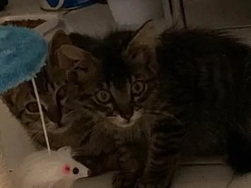 Gato ra a Srd idade  nome Vito e Vita