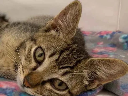 Gato ra a Srd idade  nome Vito e Vita