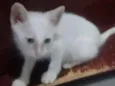 Lulu