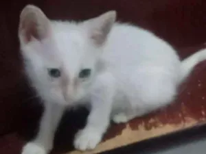 Gato raça Srd idade 2 a 6 meses nome Lulu