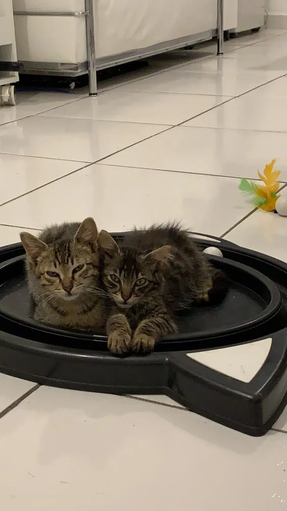 Gato ra a Srd idade  nome Vito e Vita