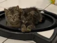 Vito e Vita