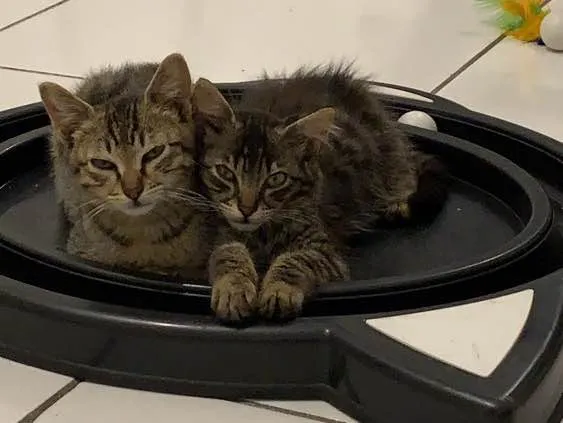 Gato ra a Srd idade  nome Vito e Vita