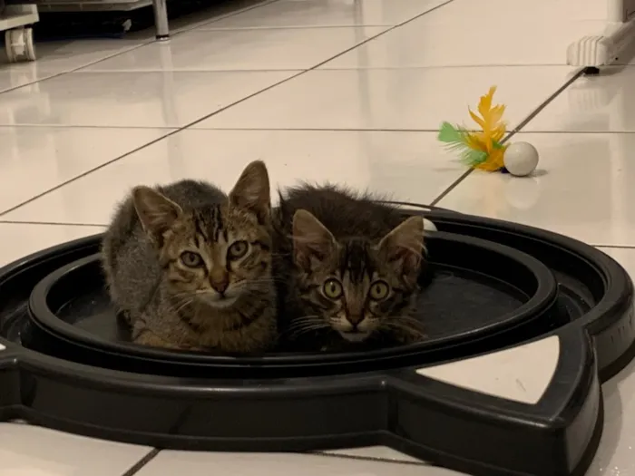 Gato ra a Srd idade  nome Vito e Vita