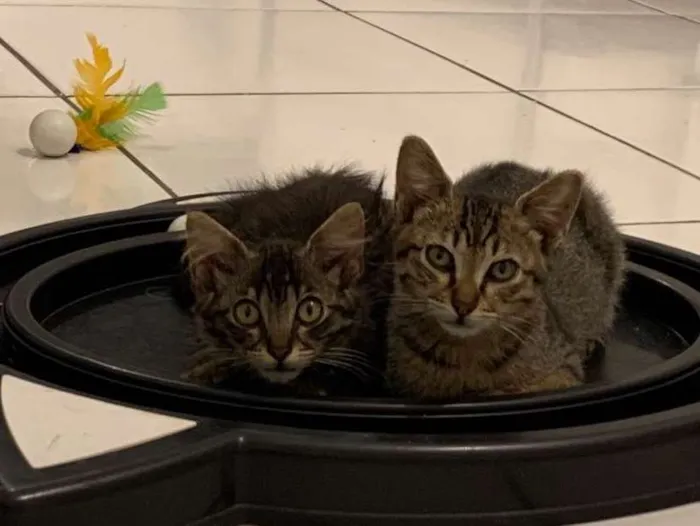 Gato ra a Srd idade  nome Vito e Vita