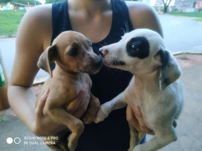 Cachorro ra a Indefinido idade  nome Não tem nome