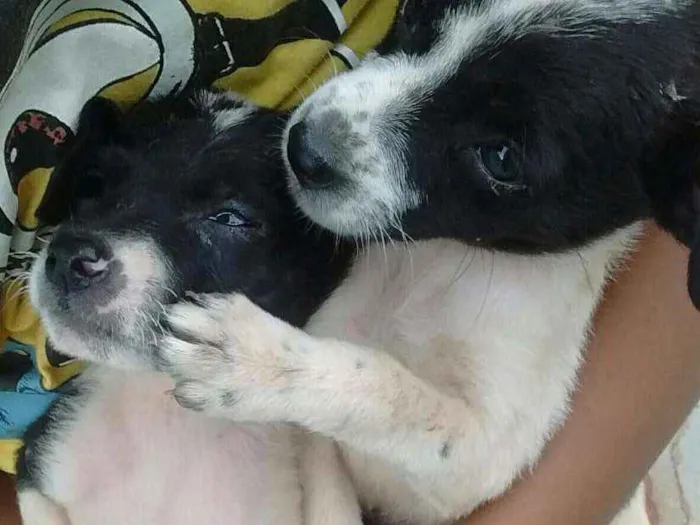 Cachorro ra a Srd(vira-lata)  idade 2 a 6 meses nome Elas não têm nomes
