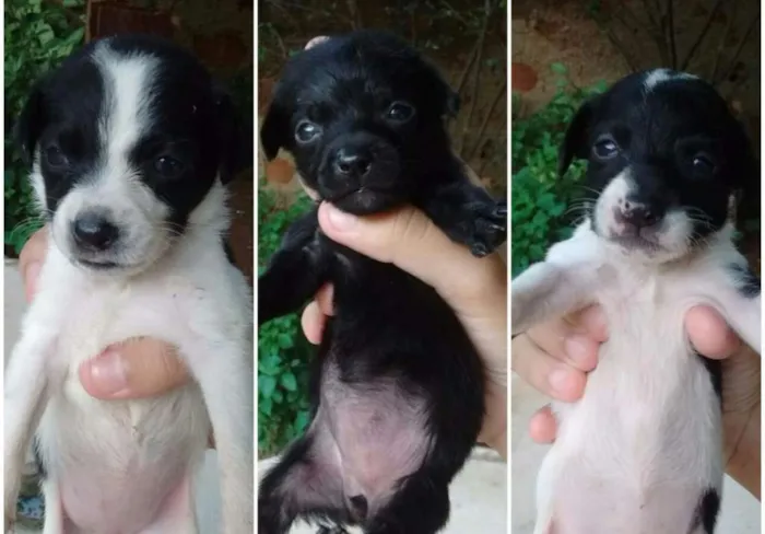 Cachorro ra a Srd(vira-lata)  idade 2 a 6 meses nome Elas não têm nomes