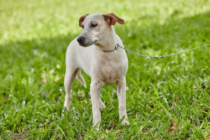 Cachorro ra a Srd idade 2 a 6 meses nome Lino