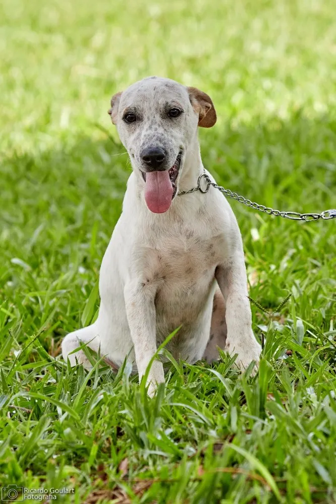 Cachorro ra a Srd idade 2 a 6 meses nome Lino
