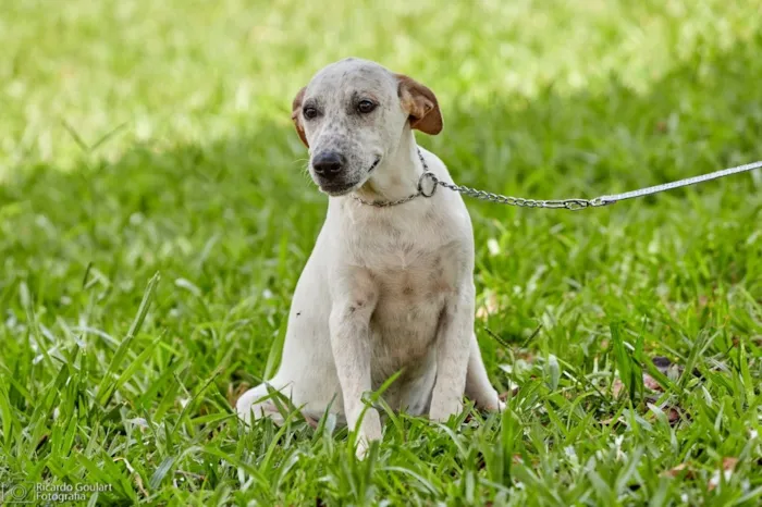 Cachorro ra a Srd idade 2 a 6 meses nome Lino