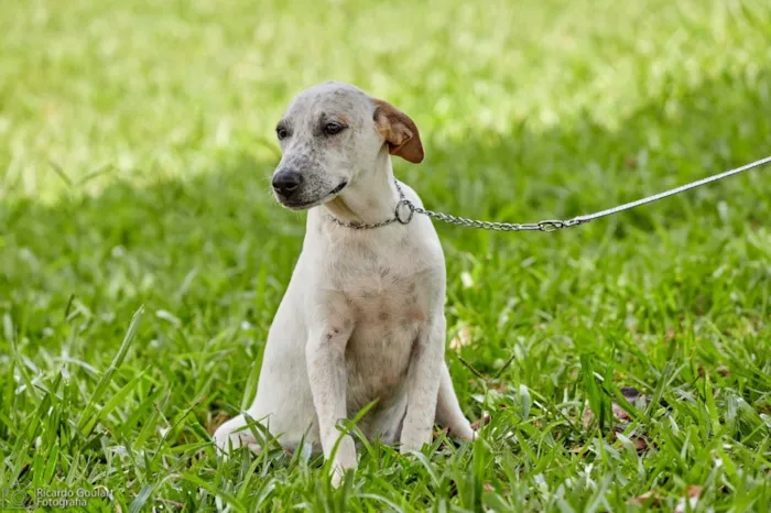 Cachorro ra a Srd idade 2 a 6 meses nome Lino