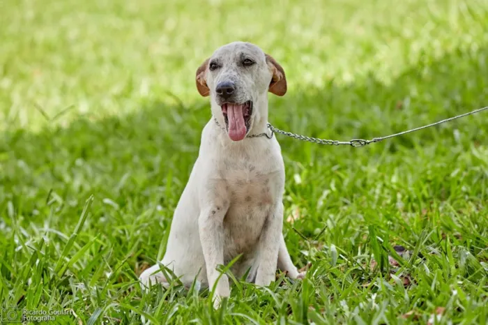 Cachorro ra a Srd idade 2 a 6 meses nome Lino