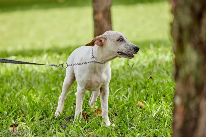 Cachorro ra a Srd idade 2 a 6 meses nome Lino