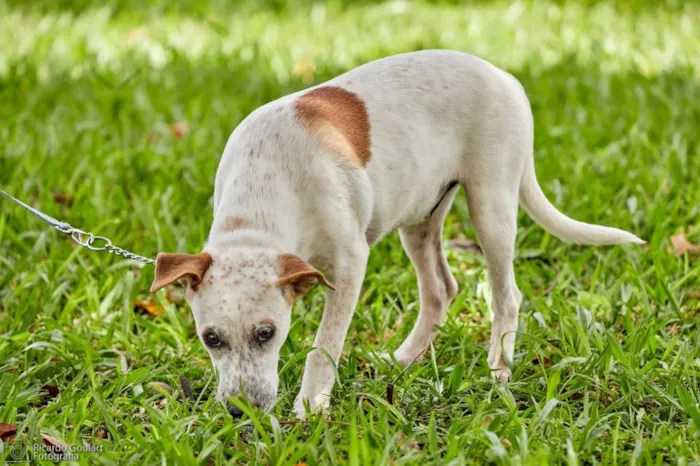 Cachorro ra a Srd idade 2 a 6 meses nome Lino