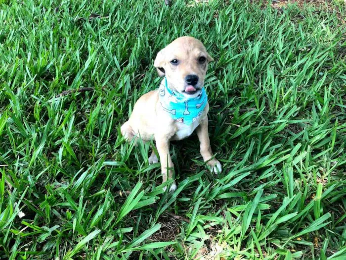 Cachorro ra a Srd idade 2 a 6 meses nome Sugar 