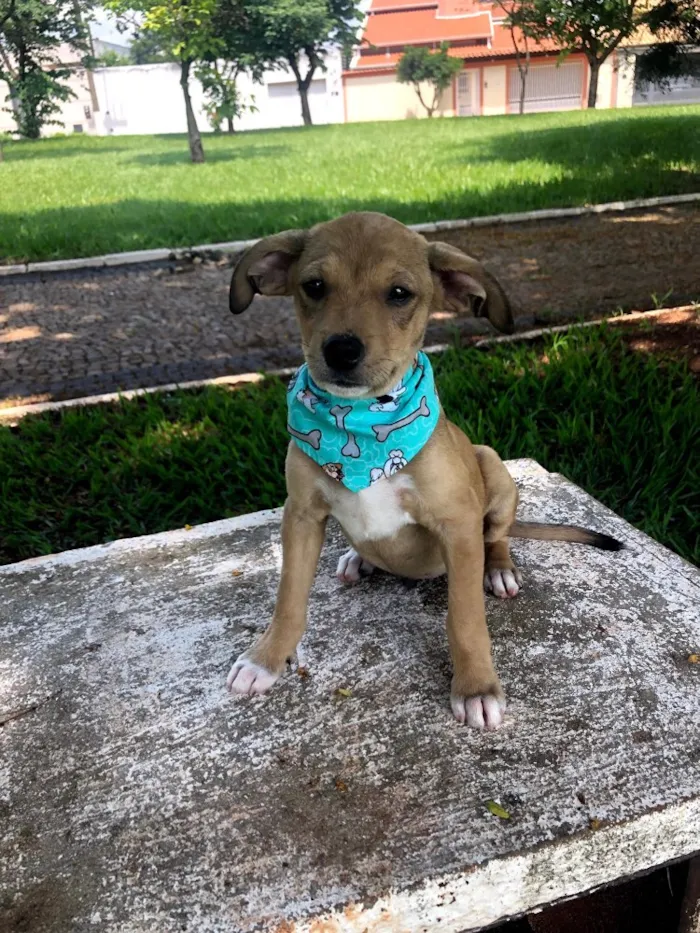 Cachorro ra a Srd idade 2 a 6 meses nome Sugar 
