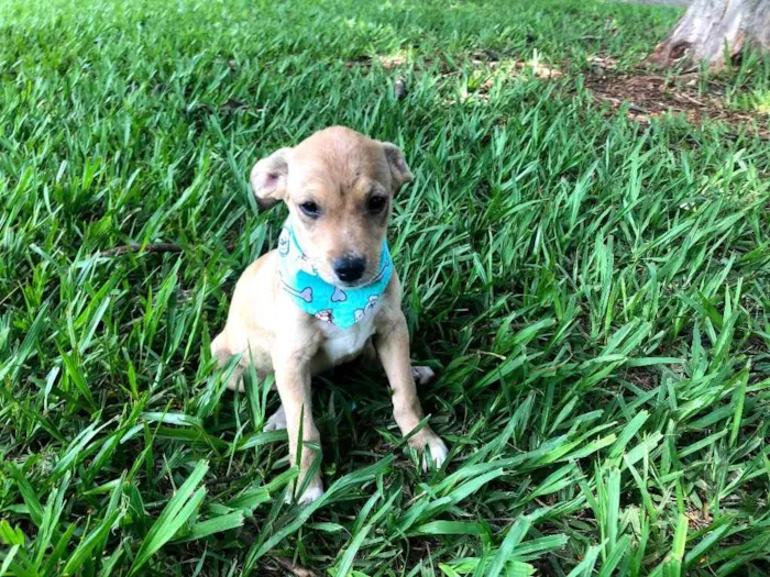 Cachorro ra a Srd idade 2 a 6 meses nome Sugar 