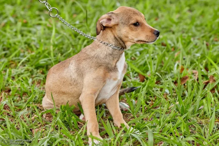 Cachorro ra a Srd idade 2 a 6 meses nome Sugar 