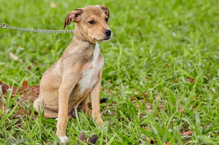 Cachorro ra a Srd idade 2 a 6 meses nome Sugar 