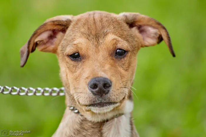 Cachorro ra a Srd idade 2 a 6 meses nome Sugar 
