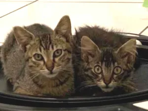 Gato raça Srd idade  nome Vito e Vita 