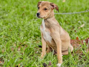 Cachorro raça Srd idade 2 a 6 meses nome Sugar 