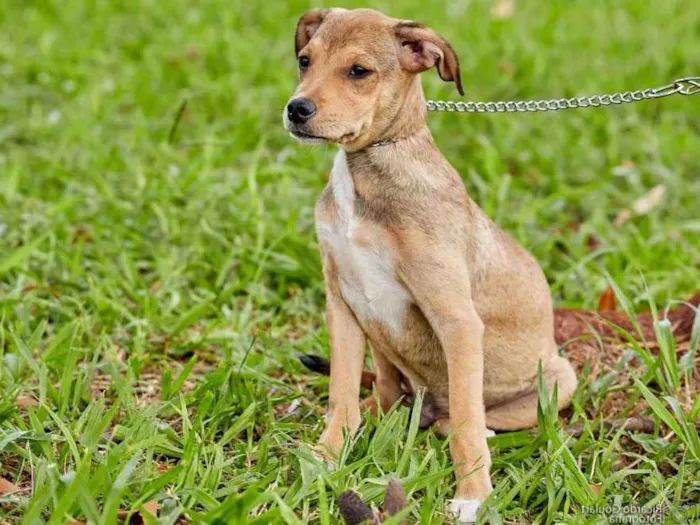 Cachorro ra a Srd idade 2 a 6 meses nome Sugar 