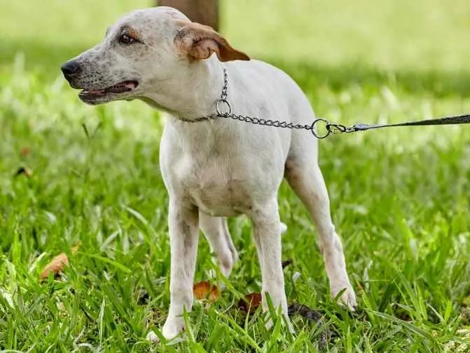 Cachorro ra a Srd idade 2 a 6 meses nome Lino
