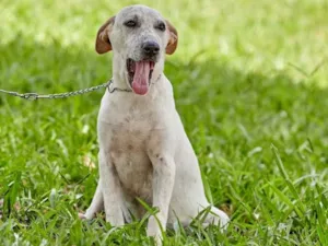 Cachorro raça Srd idade 2 a 6 meses nome Lino
