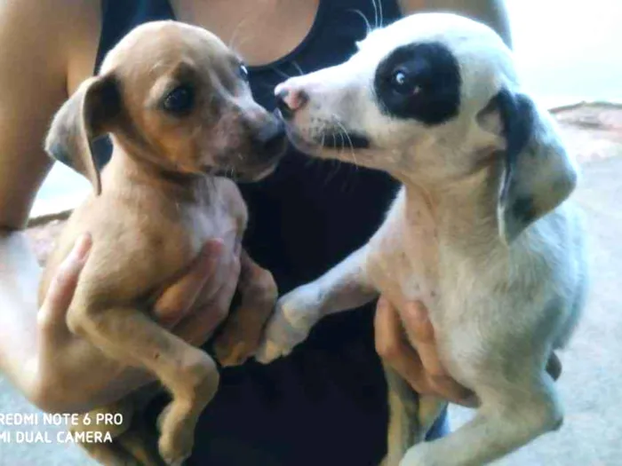 Cachorro ra a Indefinido idade  nome Não tem nome