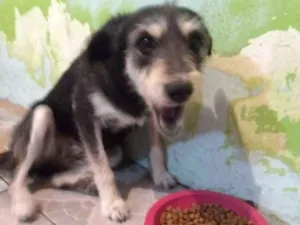 Cachorro raça Indefinido  idade 1 ano nome Jujuba