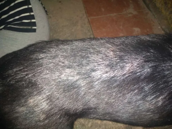 Cachorro ra a Vira lata idade 7 a 11 meses nome Ragnar