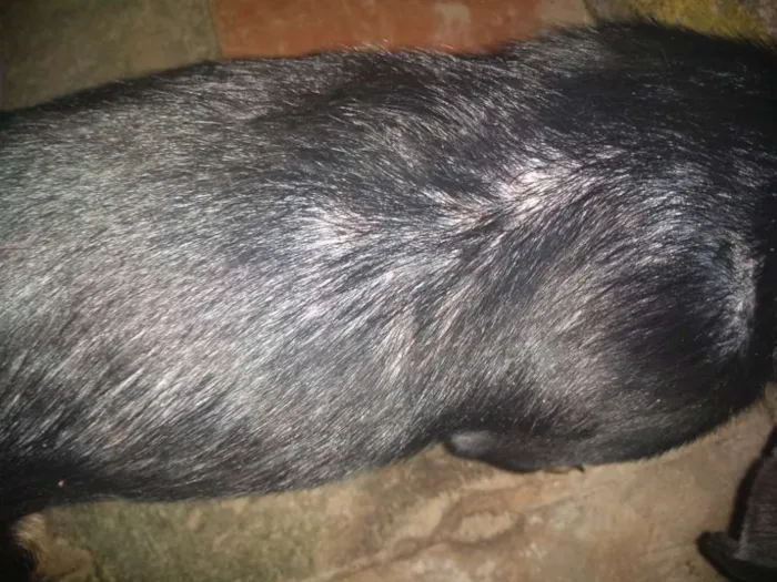 Cachorro ra a Vira lata idade 7 a 11 meses nome Ragnar