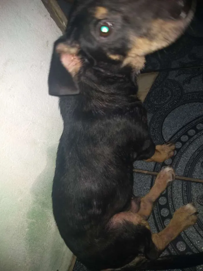 Cachorro ra a Vira lata idade 7 a 11 meses nome Ragnar