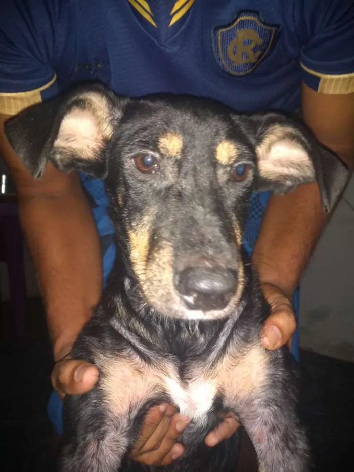 Cachorro ra a Vira lata idade 7 a 11 meses nome Ragnar