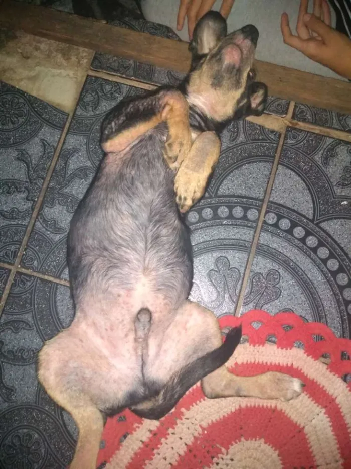 Cachorro ra a Vira lata idade 7 a 11 meses nome Ragnar