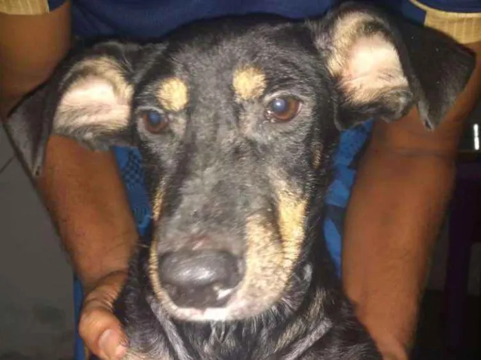 Cachorro ra a Vira lata idade 7 a 11 meses nome Ragnar