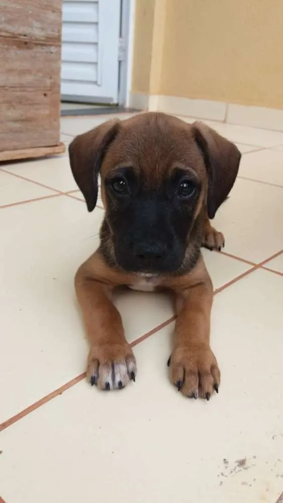 Cachorro ra a Indefinida  idade 2 a 6 meses nome Simba