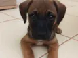 Simba