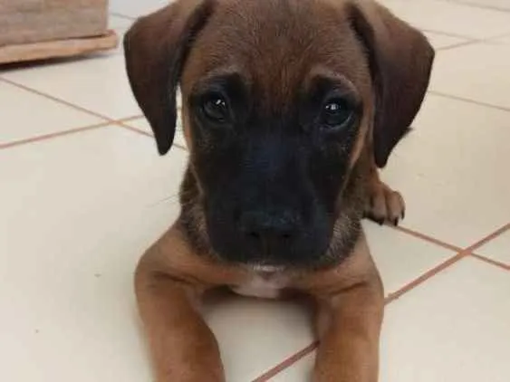 Cachorro ra a Indefinida  idade 2 a 6 meses nome Simba