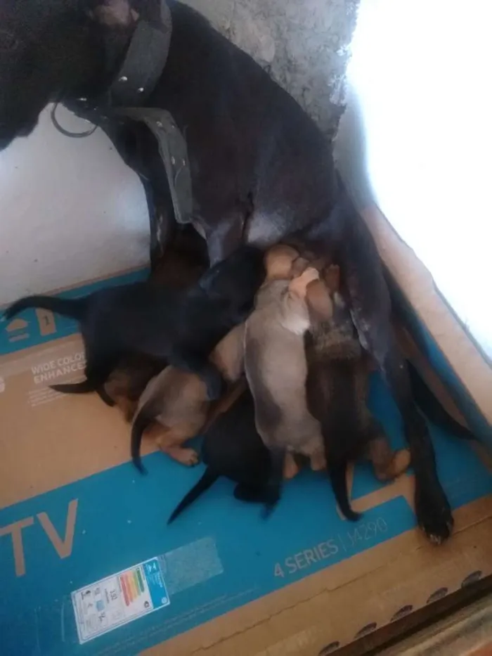 Cachorro ra a Vira lata idade Abaixo de 2 meses nome São filhotes 