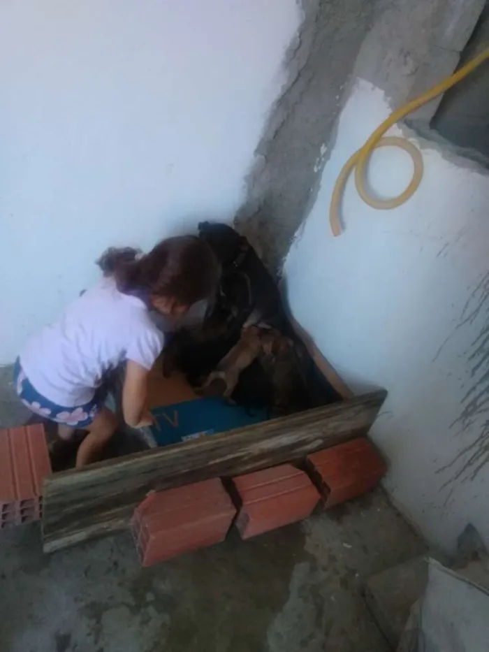 Cachorro ra a Vira lata idade Abaixo de 2 meses nome São filhotes 