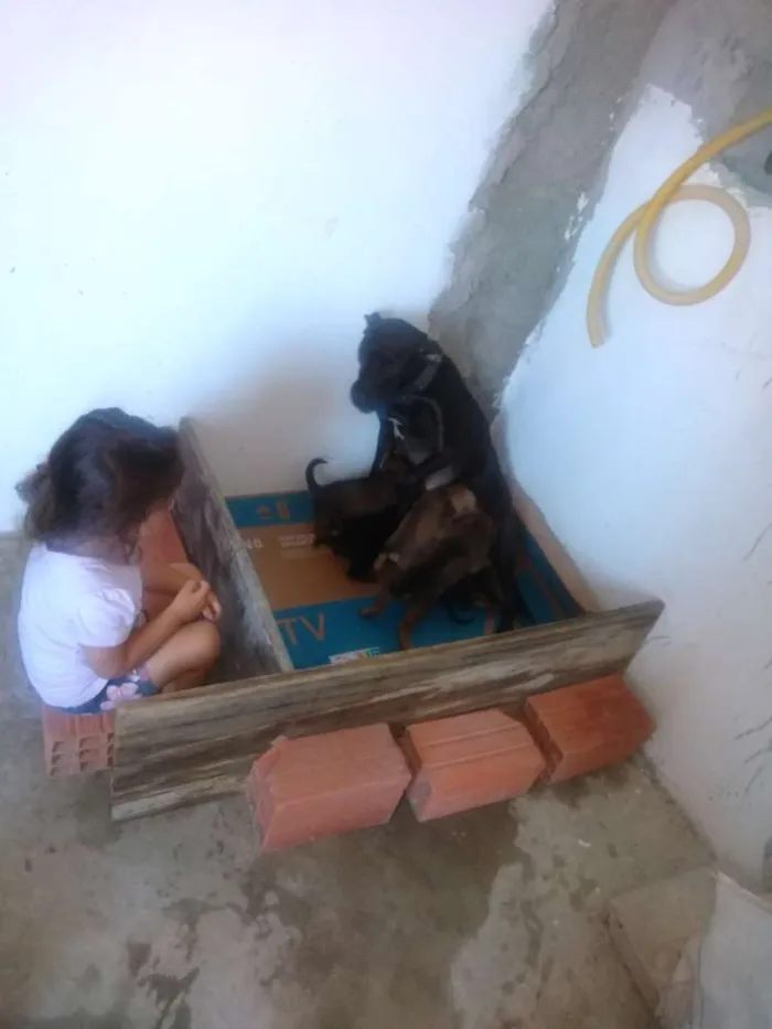 Cachorro ra a Vira lata idade Abaixo de 2 meses nome São filhotes 