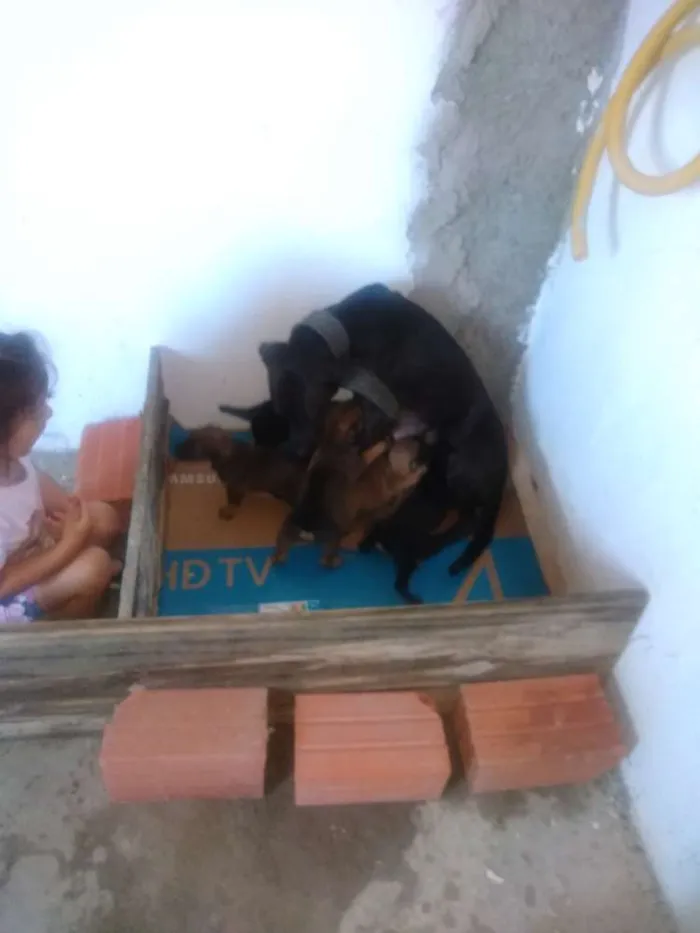 Cachorro ra a Vira lata idade Abaixo de 2 meses nome São filhotes 