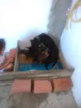 São filhotes